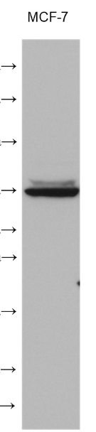 Mto1 Color Code MTO1 Polyclonal Antibody (HZ-55418pAb) - 沪震生物官方商城 - 沪震生物-试剂盒,ELISA试剂盒 ...