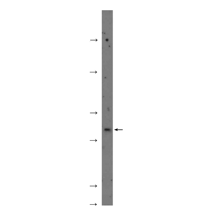 ZXDA Polyclonal Antibody（HZ56261） - 沪震生物官方商城-沪震生物 